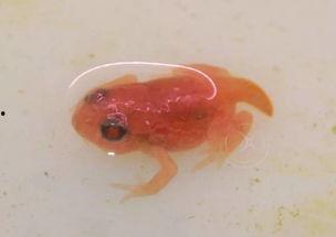 国产蝌蚪网,探索创新科技，引领未来生活新潮流  第2张