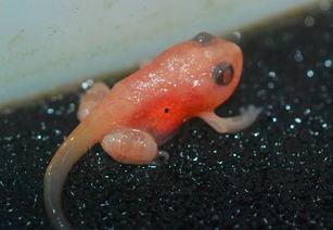 国产蝌蚪网,探索创新科技，引领未来生活新潮流  第3张